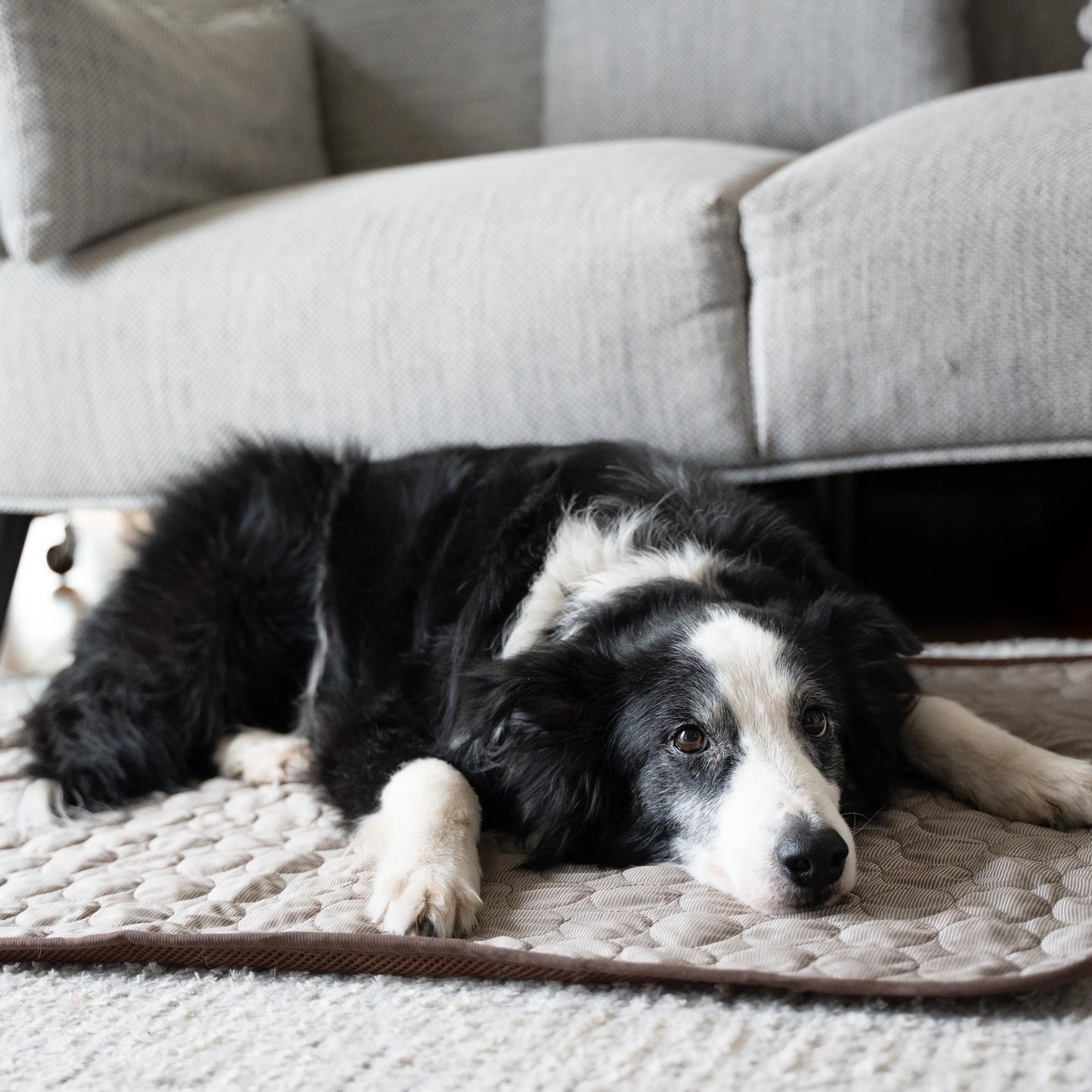 MrFluffyFriend® - Koelmat voor Honden