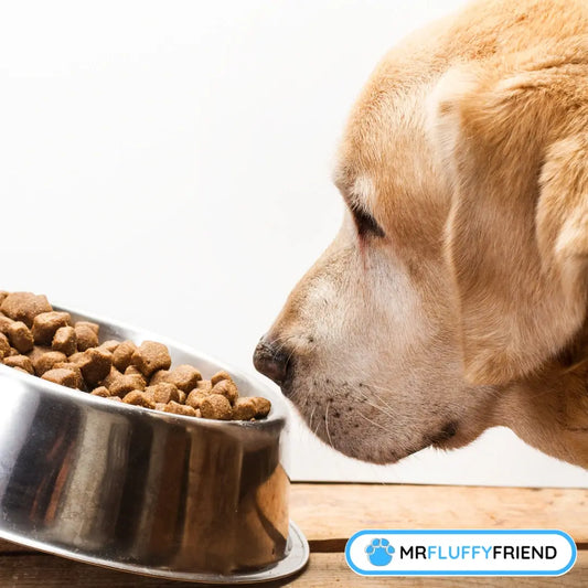 Uitgelichte afbeelding voor een blog genaamd "Waarom snuffelt mijn hond aan zijn eten en loopt hij daarna weg?" met een Labrador die aan een kom brokjes snuffelt