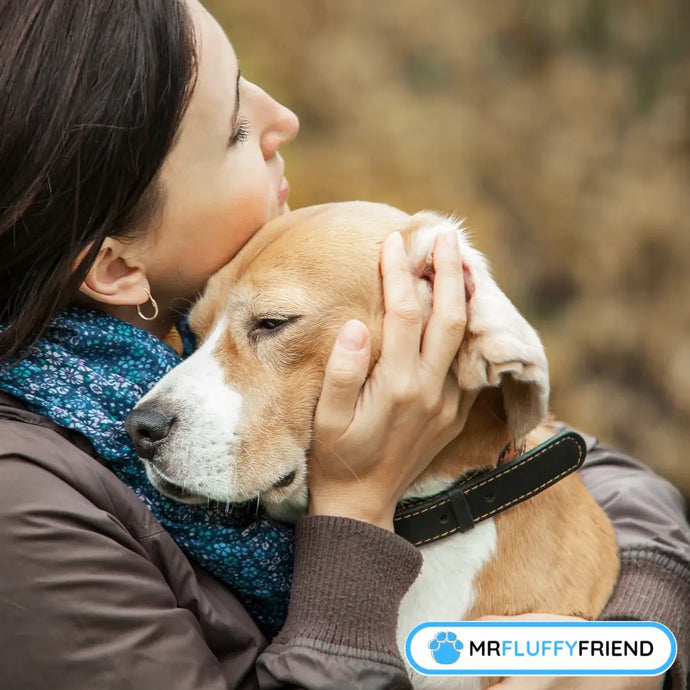 Wat te doen als je hond angst heeft: ultieme gids