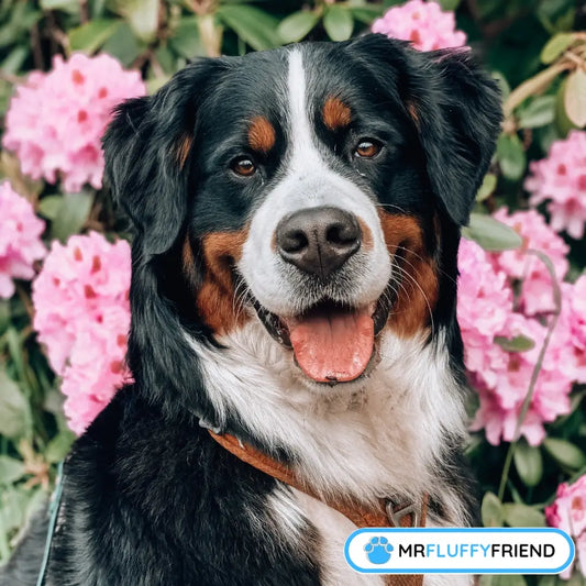 Blog cover over de grootste honden – een vrolijke Berner Sennen tussen roze bloemetjes