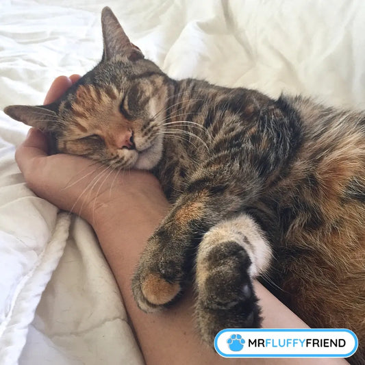 Uitgelichte afbeelding voor een blog genaamd „Waarom slaapt mijn kat op mijn bed” met een kat die op bed slaapt en geaaid wordt