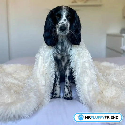 Uitgelichte afbeelding voor blog ‘5 beste producten voor je hond: Van hondendekens tot orthopedische manden’ – zwart-witte Spaniel op bed onder zachte crème deken