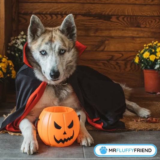 Uitgelichte afbeelding voor de blog “Wat te doen als je hond chocolade heeft gegeten” – een husky met een zwart-rode cape poseert als vampier op een veranda met een pompoenemmer.
