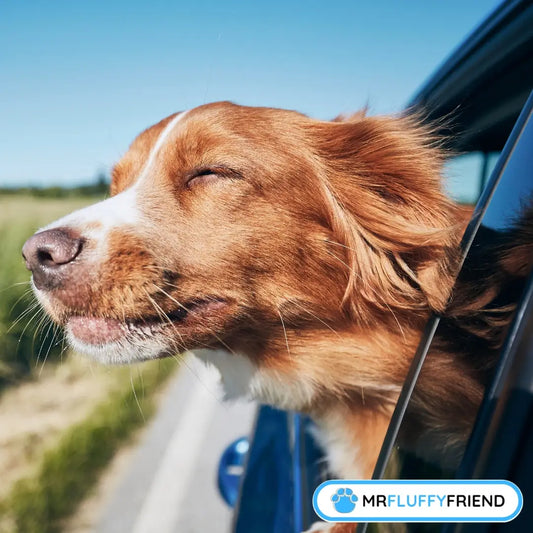 Uitgelichte afbeelding voor de blog “Autogangst bij honden: 8 bewezen manieren om de angst te overwinnen”: een vrolijke bruin-witte hond geniet uit het autoraam van de wind