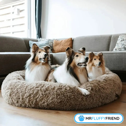 Drie Shelties die samen gezellig zitten in een groot, bruin, kalmerend donutmandje in een modern woonkamerinterieur.