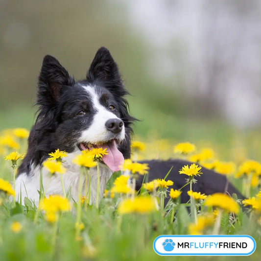 Een blije Border Collie liggend in een veld met gele paardenbloemen, die laat zien hoe buitenomgevingen seizoensgebonden allergieën bij honden kunnen veroorzaken.