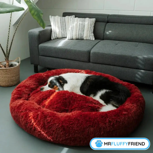 Een Australian Shepherd die slaapt in een groot, zacht rood donut hondenbed