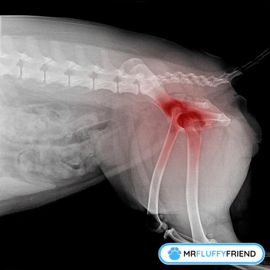 Röntgenfoto van de heup van een hond die gewrichtsontsteking laat zien, gerelateerd aan hoe je een hond met artrose thuis kunt helpen.