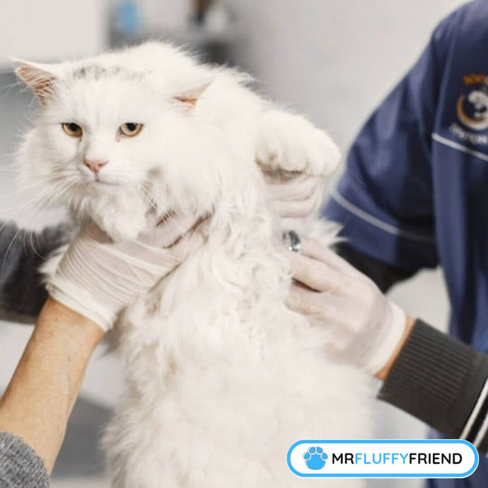 10 tekenen en symptomen van een zieke kat