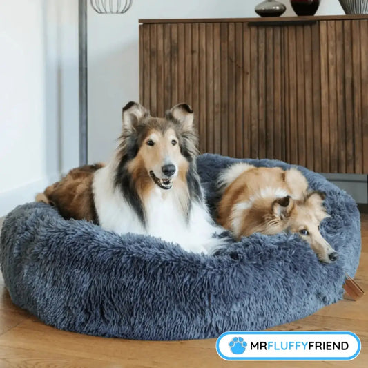 Uitgelichte afbeelding van de blog „5 Redenen om een Anti-Stress Hondenbed te nemen” met twee grote fluffy honden die lekker liggen in een groot rond donkergrijs hondenbed in de woonkamer