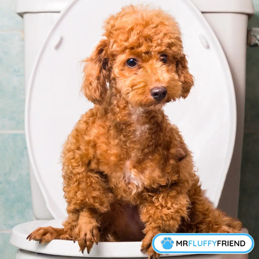 Uitgelichte afbeelding voor een blog genaamd “De 10 lastigste hondenrassen om zindelijk te krijgen (en hoe het wél lukt)” met een kleine, krullende bruine hond die op een toiletbril zit