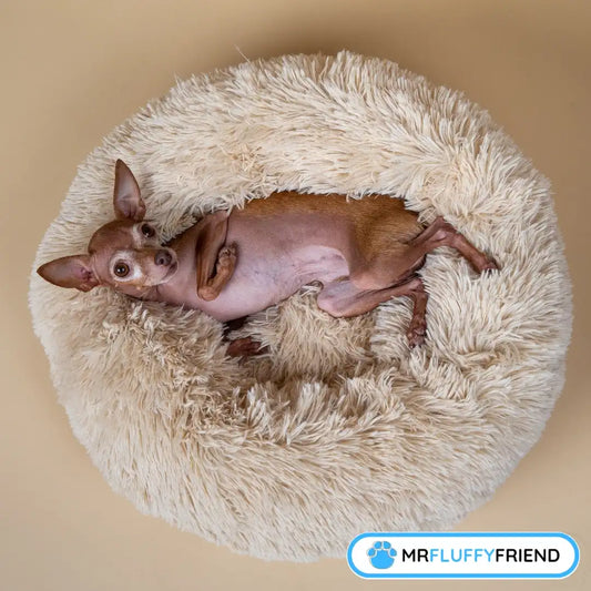 Kleine hond ligt comfortabel op zijn rug in een rond, wit angstverlichtend hondenbed.