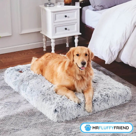 Uitgelichte afbeelding voor een blog over het beste hondenbed voor oudere honden met artrose met een Golden Retriever op een zacht pluche grijs orthopedisch kussen.