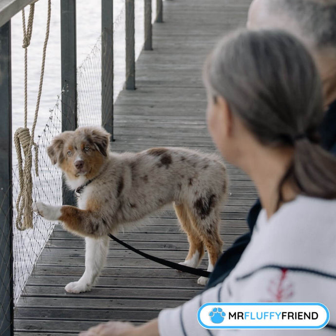 Hoe meer je weet: Hoe communiceren honden?