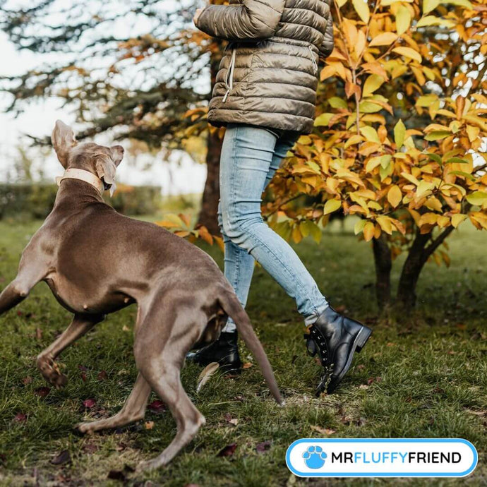 Hoe je het overmatige blaffen van je hond stopt