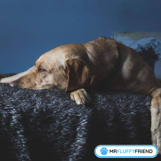 7 Natuurlijke Manieren Om De Stress Van Je Hond