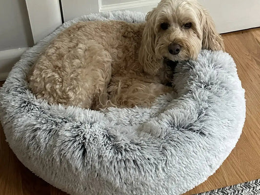 Cavapoo ligt opgerold in een lichtgrijze donutmand bij de deur.