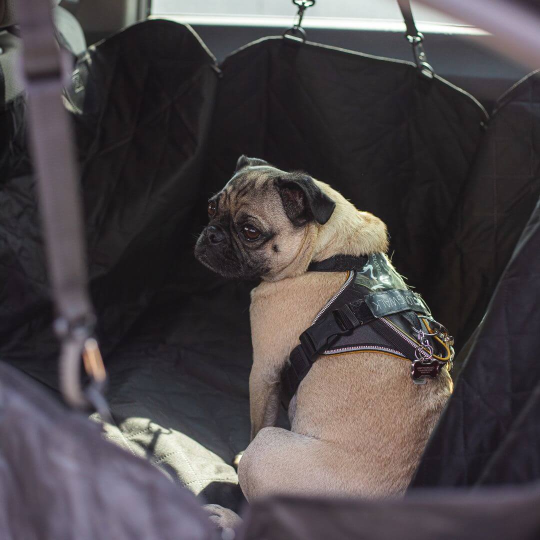 MrFluffyFriend™ - Autostoelhoes voor Honden