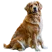  Dog Maat: 3XL