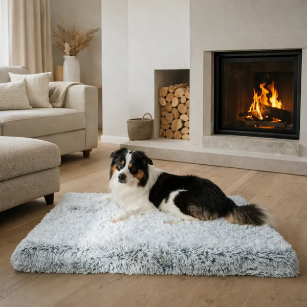 Krijgt jouw huisdier de ondersteuning die hij of zij nodig heeft?