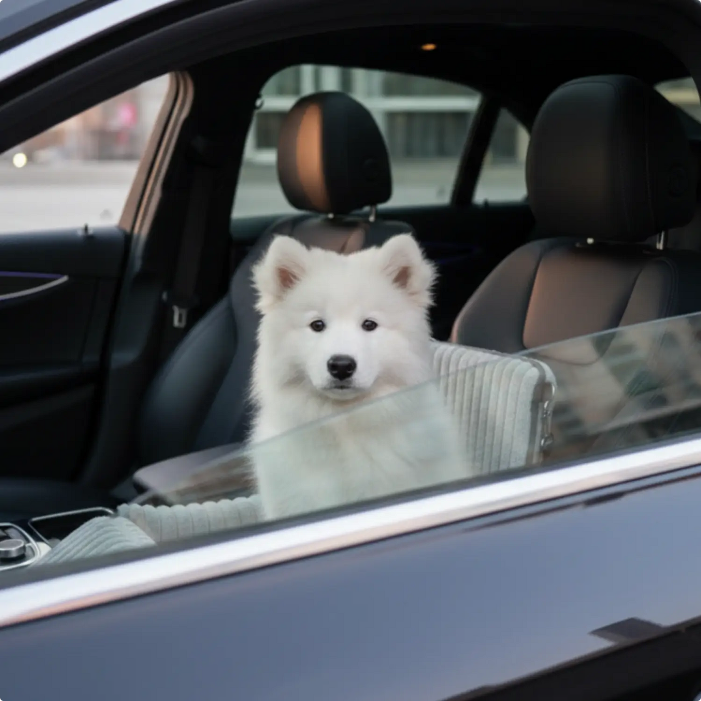 MrFluffyFriend - Beste Autostoeltje Voor Honden